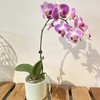 【绿植】蝴蝶兰 商品缩略图1