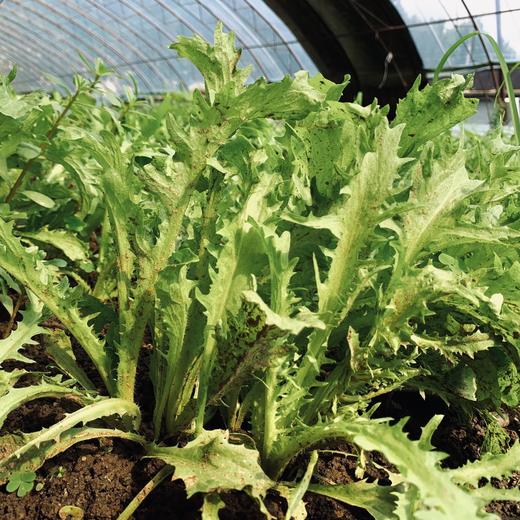 生态苦菊 | 口感清爽 甘中带苦 | 石嫣农场 | Bitter Chrysanthemum 商品图1