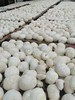 信洲有机猴头菇100g/袋 商品缩略图4