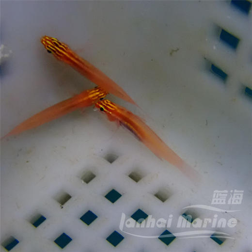 红灯虾虎 商品图6