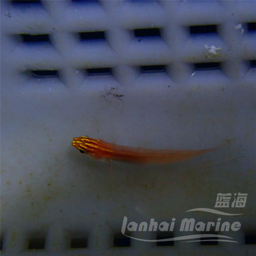 红灯虾虎 商品图3