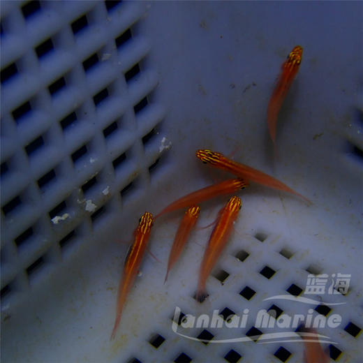 红灯虾虎 商品图2