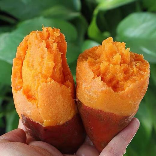 云南新鲜小蜜薯（香甜粉糯，包邮） 商品图2