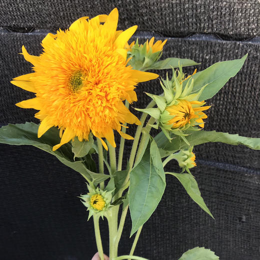 重瓣向日葵 商品图0