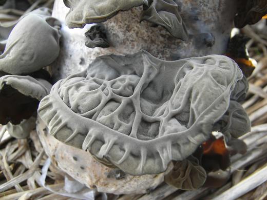 信洲有机黑木耳120g/袋 商品图4