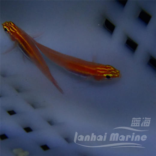 红灯虾虎 商品图5