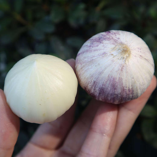 【大理紫皮独头蒜】早春当季鲜蒜大蒜蒜头 商品图1