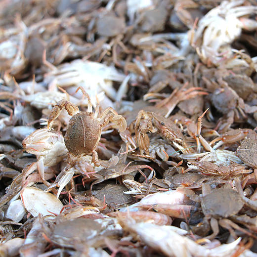 富硒海鸭蛋（咸）【产地直发】@古龙咀 商品图4