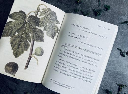 密径：莎士比亚的植物花园 商品图4