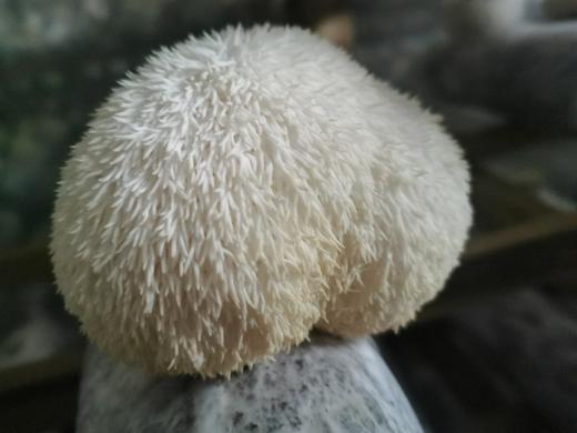 信洲有机猴头菇100g/袋 商品图3