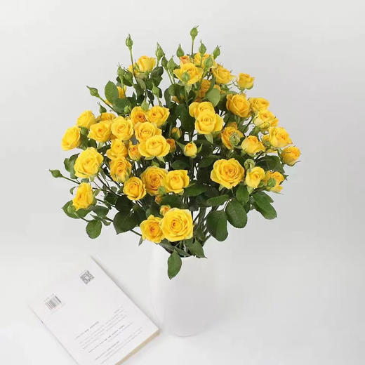 梦幻芭比多头玫瑰（3枝） 商品图0