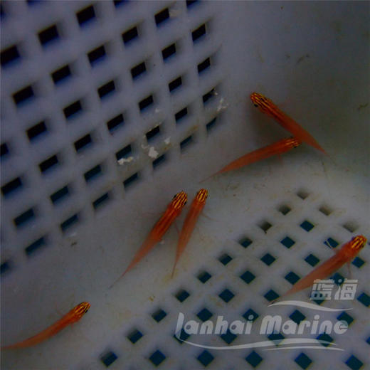 红灯虾虎 商品图4