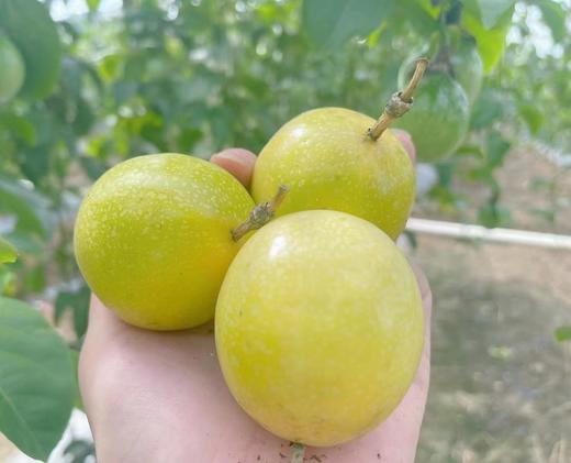 【39.9元团30个】钦蜜9号黄金百香果 直接吃都很甜，放皱后更好吃 商品图0