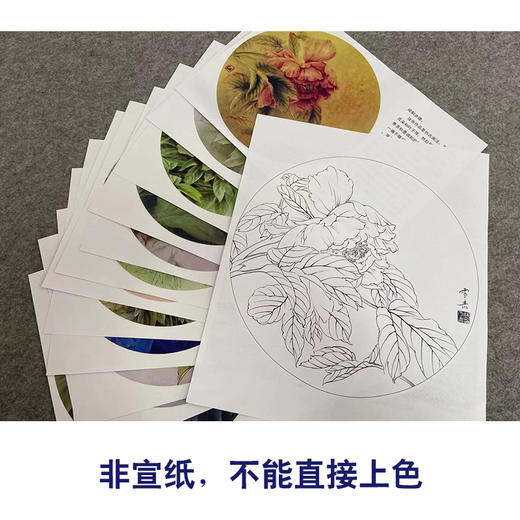 龚雪青工笔花鸟画白描底稿牡丹十二妃小品一套十二幅册页尺寸35×35厘米XQ99 商品图3