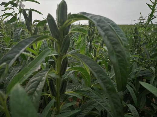 九蒸九晒 黑芝麻丸、净重300g，约33粒/瓶  // 善地善行 商品图3