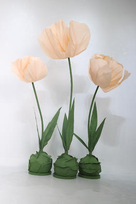 郁金香（运费自理）