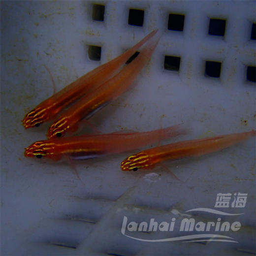 红灯虾虎 商品图1