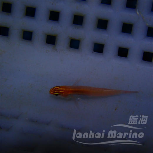 红灯虾虎 商品图8