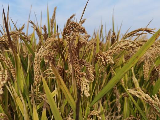 【推荐】粒粒香胚芽米、酵素生态种植 || 善地善行 商品图6