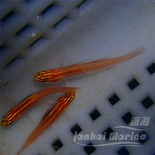 红灯虾虎 商品图9