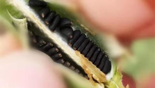 九蒸九晒 黑芝麻丸、净重300g，约33粒/瓶  // 善地善行 商品图5