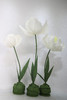 郁金香（运费自理） 商品缩略图1