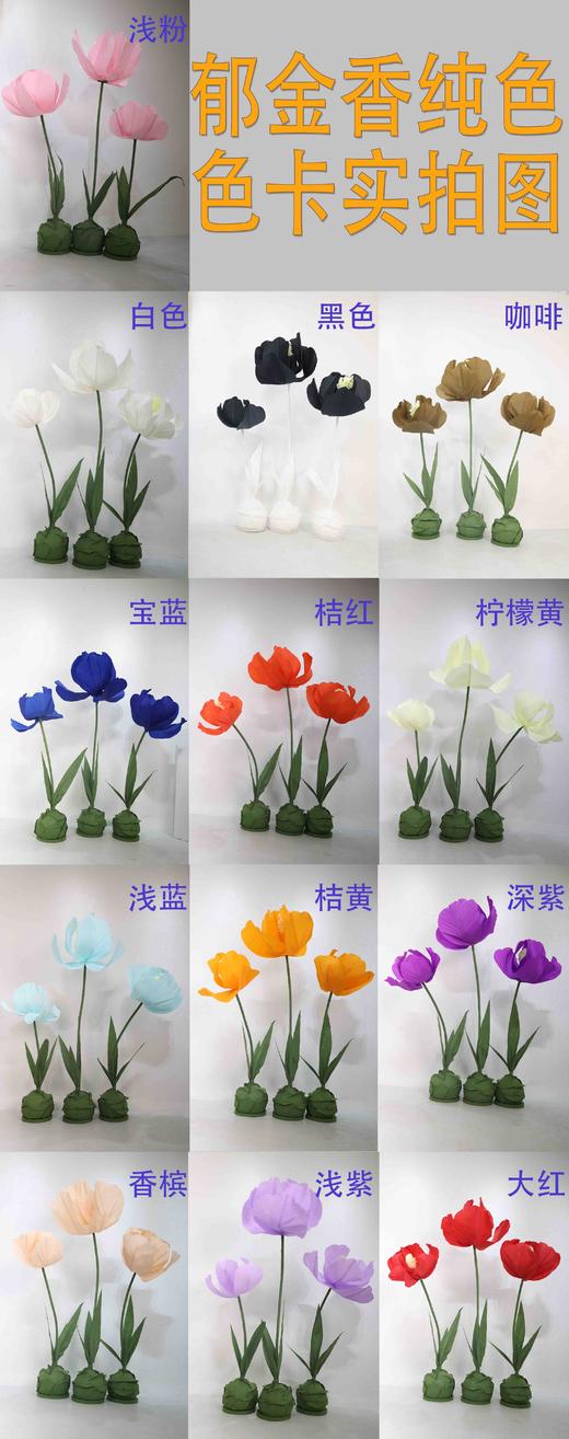 郁金香（运费自理） 商品图3