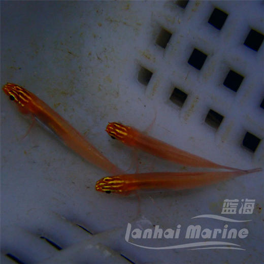 红灯虾虎 商品图7