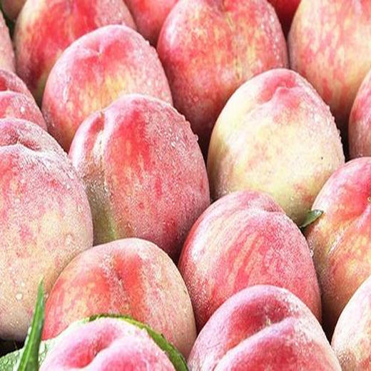 【10元3斤】龙凤三号毛桃（1501871） 商品图0