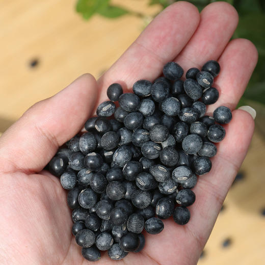 【山区杂粮】密农人家绿心黑豆  不抛光不染色  适合煮粥、打豆浆、发豆芽  黑豆  350g 商品图3