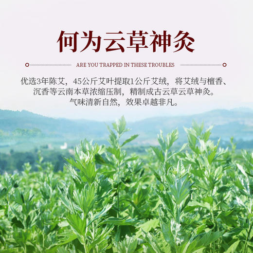 云南古云草本草香灸云草神灸全国诚招加盟代理合伙人 商品图2
