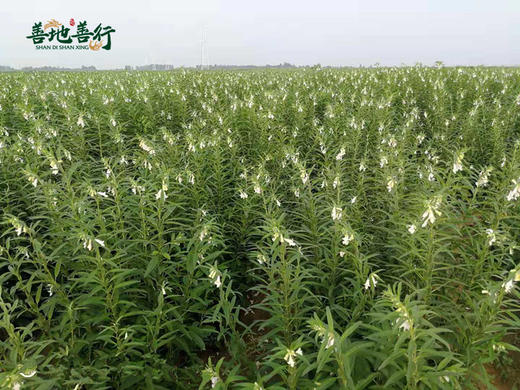 九蒸九晒 黑芝麻丸、净重300g，约33粒/瓶  // 善地善行 商品图6