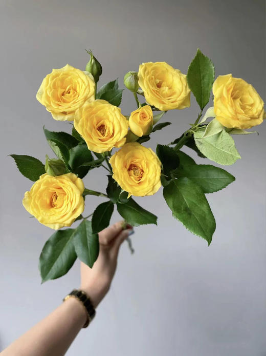 梦幻芭比多头玫瑰（3枝） 商品图1