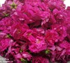 玫瑰鲜花饼，自种玫瑰园，玫瑰花通过200多项农残检测，善地善行 商品缩略图4