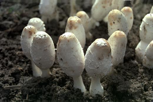 信洲有机鸡腿菇100g/袋 商品图3