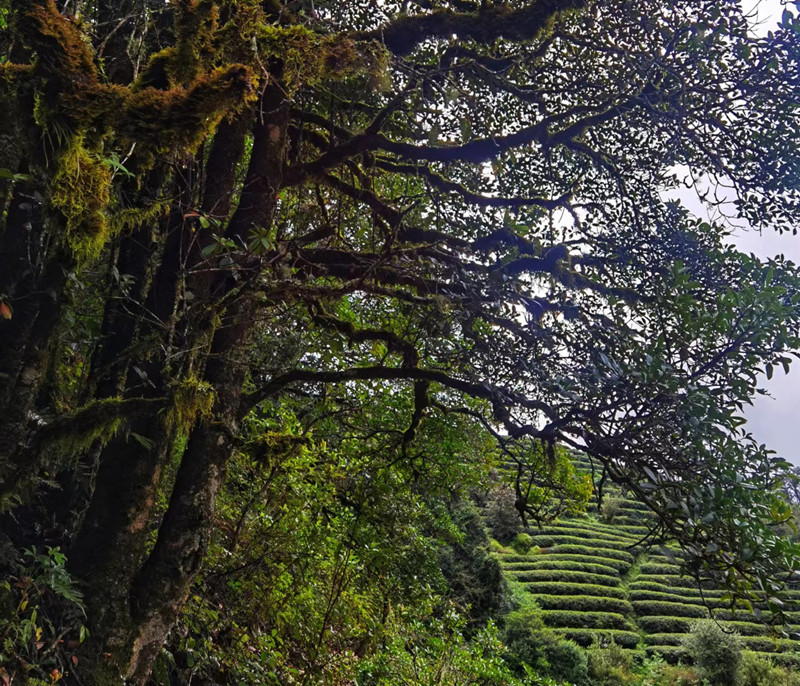 云崖仙姝 高海拔 原始森林 东方美人茶 超凡脱俗