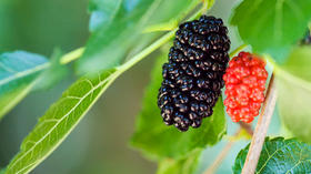 草木有趣 | 原来陌上桑，浑身皆是宝