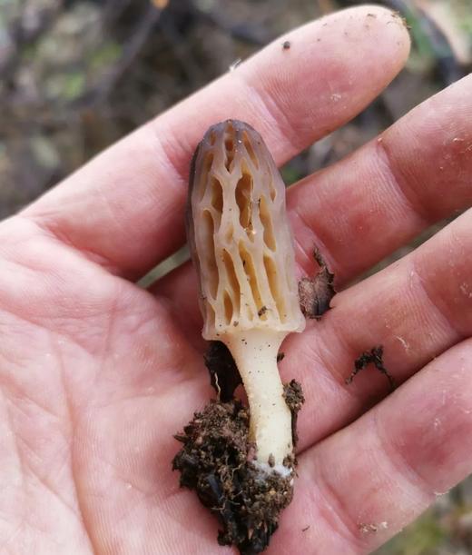 雪山野生羊肚菌（干货） 商品图5