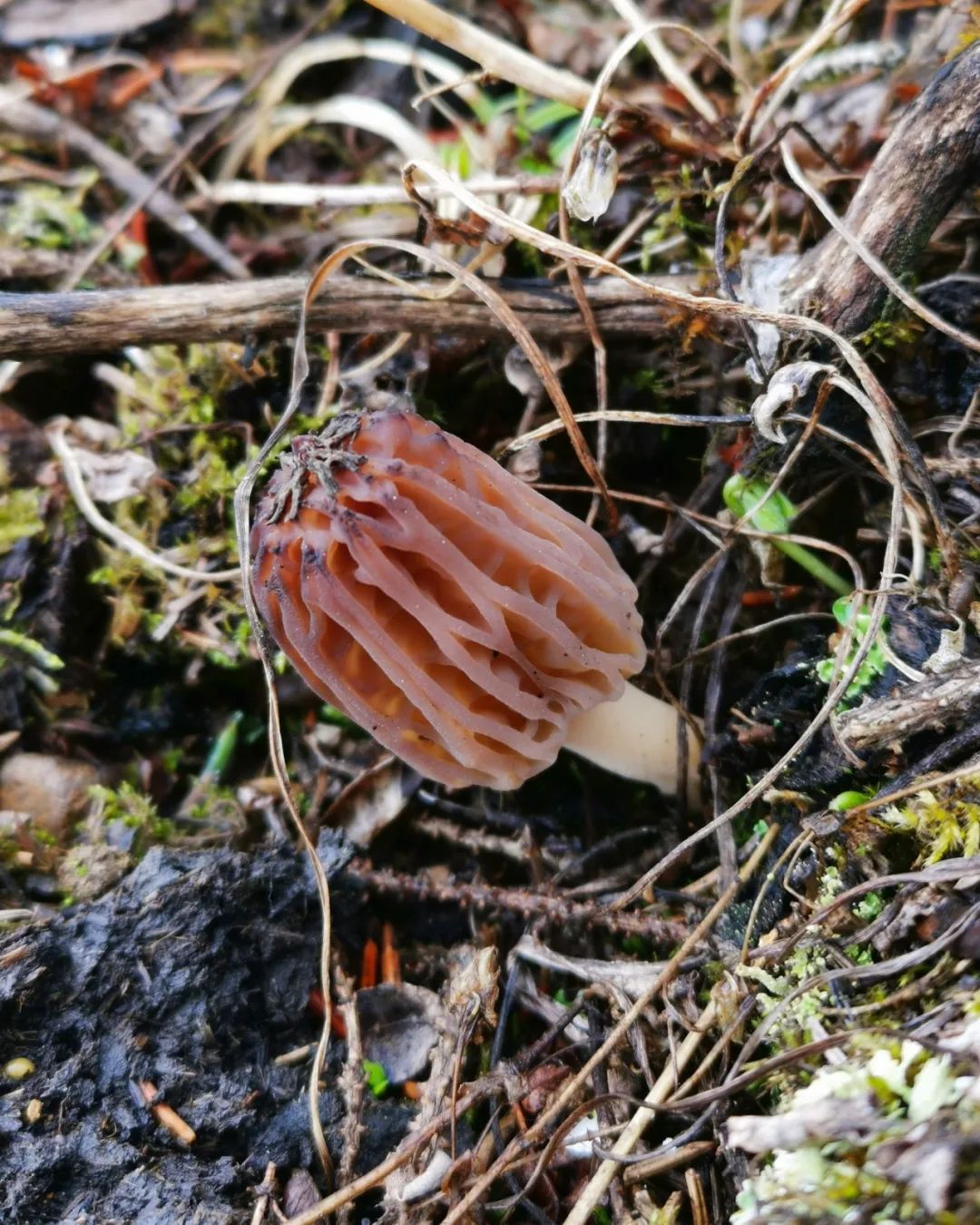 雪山野生羊肚菌（干货）