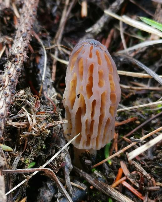 雪山野生羊肚菌（干货） 商品图3