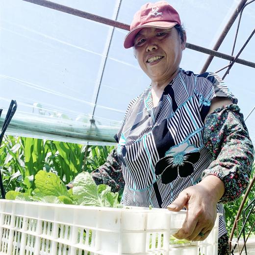 生态小白菜 | 根脆叶韧 |石嫣农场 * Eco-friendly Chinese Cabbage 商品图1
