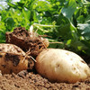 生态土豆 | 细嫩稠滑 | 合作生产 * Ecological Potato 商品缩略图1