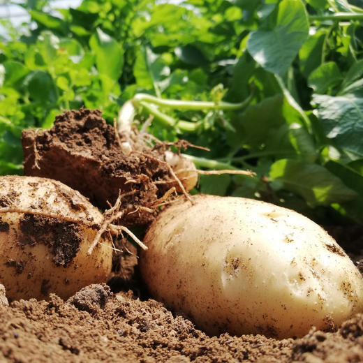 生态土豆 | 细嫩稠滑 | 合作生产 * Ecological Potato 商品图1