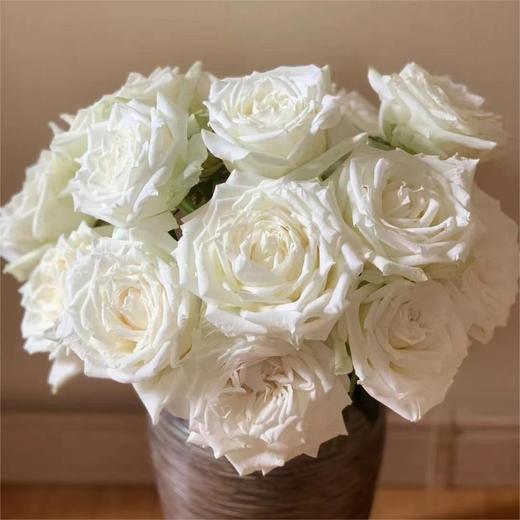 玫瑰坦尼克白玫瑰心中的白月光