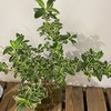 【绿植】六月雪 商品缩略图2