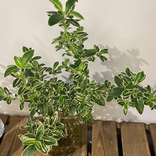 【绿植】六月雪 商品图2