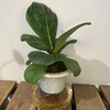 【绿植】琴叶榕 商品缩略图0