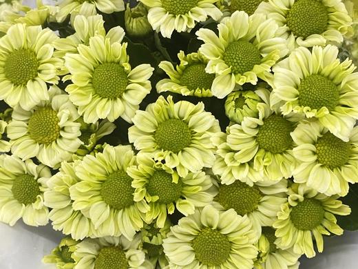 小菊 | 抹茶 商品图0