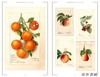 Heirloom Fruits of America: Selections from the USDA Watercolor Pomological Collection/美洲原生水果：美国农业部果 商品缩略图1