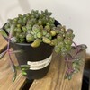 【绿植】多肉-紫玄月 商品缩略图1